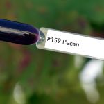 Nail perfect upvoted 159 pecan tips